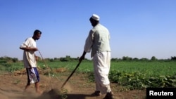 Sudanese farmers prepare their land for agriculture on the banks of the river Nile in Khartoum, November 2009 file photo.