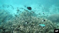 Peces nadando junto a unos arrecifes de corales blanqueados en el Parque Marino de Kisite Mpunguti (Kenia) el 11 de junio del 2022.