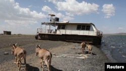 FILE - Donkeys walk in front of a boat on a beach of Lake Turkana near Loiyangalani, Kenya, March 21, 2017.