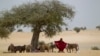 Researchers: Climate Change May Turn Africa's Arid Sahel Green