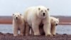 Study Quantifies Link Between Greenhouse Gases, Polar Bear Survival 