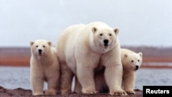 A polar bear keeps close to her young along the Beaufort Sea coast in Arctic National Wildlife Refuge, Alaska in a March 6, 2007 file photo.