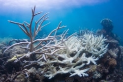 Coral bleaching due to warming sea waters is affecting reefs around the world. (Ocean Image Bank/The Ocean Agency)