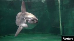 ปลาพระอาทิตย์ในตู้ปลา ที่ Shimonoseki Marine Science Museum (Reuters)