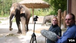 Ilmuwan Angela Stoeger dan Daniel Mietchen merekam vokalisasi gajah bernama Koshik di Kebun Binatang Everland, Korea Selatan. (Foto: Current Biology, Stoeger et al.)