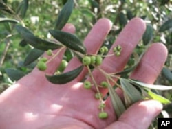 This arbequina suffers from the “shot berry” phenomenon, producing tiny bb-sized olives as a likely result of poor pollination.