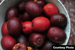 Harvested buritis, a wild fruit from the tropical rainforest in Brazil. (Credit: Neil Palmer/CIFOR)
