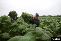 Farmers Andre Alvares, 60, (R), and Javier Sancho, 47, load a cart with fresh tobacco leaves to be taken to a curing barn at a tobacco farm in Cuba's western province of Pinar del Rio, Jan. 26, 2016.