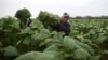After Unusual Weather, Cuba Struggles to Save Prized Tobacco Crop