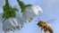 FILE - A honeybee flies towards a cherry tree blossom April 19, 2018. 