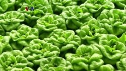 Metode Hidroponik Berkomputer Bantu Pertanian Kota