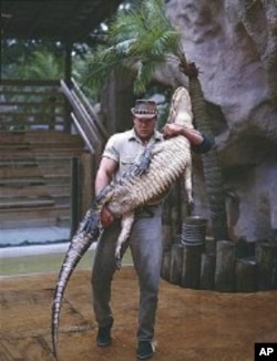 It takes a muscular man like this fellow to subdue and hold up a very unhappy alligator. (Carol M. Highsmith)