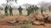 ‘Time Is Now’ to Save Africa’s Animals From Poachers, Activist Says