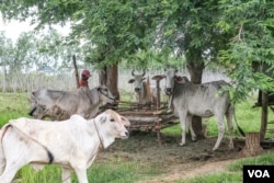 លោក ស៊ុម ផា កំពុងឲ្យ​ចំណីគោ នៅរោងគោក្រោយគេហដ្ឋាន​របស់​លោក នៅ​ខេត្តបាត់ដំបង ថ្ងៃទី១១ ខែកញ្ញា ឆ្នាំ២០១៩។ (ខាន់ សុគុំមនោ/VOA)