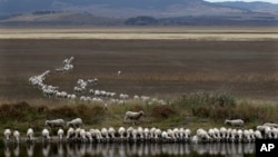 FILE - A flock of sheep drink from a dam at the edge of the dried-up Lake George, about 250 kilometers (155 miles) southwest of Sydney, Australia, on March 3, 2015. Australian researchers have developed technology to produce water from hot air. 
