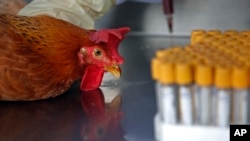 Health workers take a blood sample from a chicken in Hong Kong, April 11, 2013.