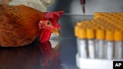 Health workers take a blood sample from a chicken in Hong Kong, April 11, 2013. 