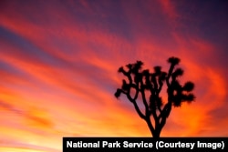 Sunset at Joshua Tree National Park