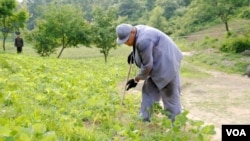 FILE - Image of Kenneth Bae published by Japanese newspaper Choson Sinbo as he works on a farm with a North Korean guard watching.