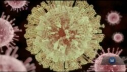 Комахи-переносники вірусу Зіка можуть бути і в Україні. Відео