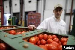 FILE - Matt Mandel, VP Operations, checks tomatoes at SunFed produce packing and shipping warehouse in Nogales, Arizona, Jan. 30, 2017.