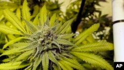 La Secretaría de la Comunidad del Caribe (CARICOM) creó una comisión para analizar la legalización de la marihuana medicinal.