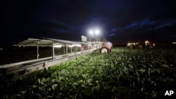FILE - In this March 6, 2018 photo, farmworkers harvest cabbage before dawn in a field outside Calexico, Calif. 