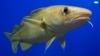 Warming Waters Intensify US Cod Decline