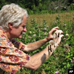 Researcher Sam Droege demonstrates Bee Hunting techniques, getting in close for a shot.