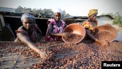 Des femmes d'une ferme ramassent des fèves de cacao à Djangobo, Niable, en Côte d'Ivoire, le 17 novembre 2014. 