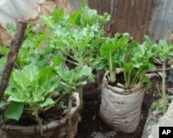 Women farmers in Kenya grow nutritious vegetables just outside their doorsteps. What they don't eat, they sell, using the profits to pay for their children's schooling.