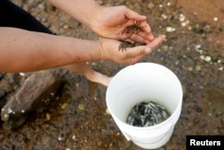 Chef Bun Lai of Miya's Sushi holds an invasive Asian shore crab in New Haven, Connecticut, Aug. 27, 2018.