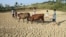 FILE - Children herding cattle walk through a dried pond in the summer heat as they search for drinking water in Shaoyang county, Hunan province, Aug. 1, 2013.