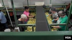 Workers, many of them immigrants, sort apples at the Rice Fruit Company, the largest apple-packing facility in the Eastern U.S. (M. Kornely/VOA)