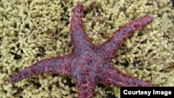 Marine life is reacting to climate change faster than land-based life.