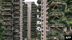 This August 3, 2020, photo shows an experiment in green housing in Chengdu, located in China's southwestern Sichuan province. The apartment balconies are covered with plants. (Photo by AFP)