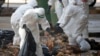 UN Sees Bird Flu Changes but Calls Risk of People Spread Low