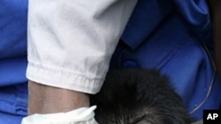 A handout out photo released on August 9, 2011 by the Mountain Gorilla Veterinary Project shows a member of staff taking samples from a stolen infant mountain gorilla at an orphan care facility for gorillas in Kinigi