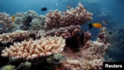 FILE - Reef fish swim above recovering coral colonies on the Great Barrier Reef off the coast of Cairns, Australia, Oct. 25, 2019. 