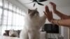 Singapore's Clandestine Cats Can Soon Legally Call City-State Home
