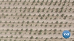 Cannabis Growing Gains Momentum in Zimbabwe