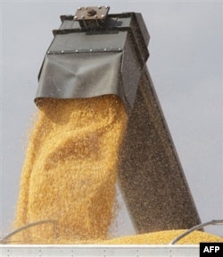 Oziq-ovqat nega qimmat?