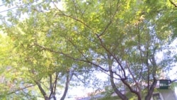 Вторинне використання будівельних відходів: як це працює у США. Відео