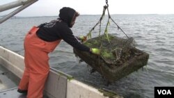 Ean Reed, of the Virginia-based Rappahannock Oyster Company, pulls in cages filled with oysters from waters of the Rappahannock River. (J. Swicord/VOA)