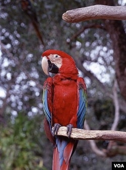 When we visited, we found this fellow (or lady bird) to be stunning in appearance and anything but shy. (Carol M. Highsmith)