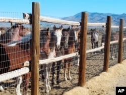 Wild horses are rounded up.