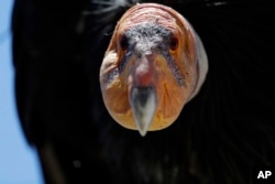 A California condor sits in the Ventana Wilderness east of Big Sur, California, June 21, 2017.