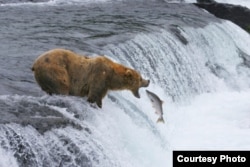 ខ្លា​ឃ្មុំ​ពណ៌​ត្នោត​ចាប់​ត្រី​សាមុន នៅក្នុង​ឧទ្យាន​និង​តំបន់​អភិរក្ស Katmai នៅ​រដ្ឋAlaska។ (រូបថត៖ Brad Macgillivray, Courtesy of MacGillivray Freeman Films)