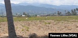 Bagian dari areal persawahan yang mengalami kekeringan di desa Karawana Kabupaten Sigi, Sulawesi Tengah, (15/8). Kawasan ini mengalami kekeringan akibat tidak lagi mendapatkan pasokan air dari saluran irigasi gumbasa akibat gempa bumi 28 September 2018. (Foto: VOA/Yoanes Litha)