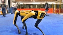 Marc Raibert, left rear, founder and chair of Boston Dynamics watches one of the company's Spot robots during a demonstration, Wednesday, Jan. 13, 2021, at their facilities in Waltham, Mass.(AP Photo/Josh Reynolds)